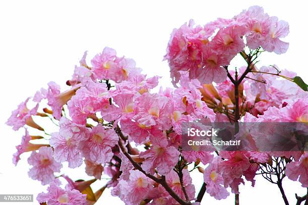 Rosa Flores De Trompeta Foto de stock y más banco de imágenes de Amarilis - Amarilis, Belleza, Belleza de la naturaleza