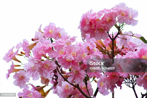 Розовый Trumpet Цветы — стоковые фотографии и другие картинки Амариллис - Амариллис, Без людей, Белый