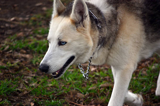istock Dog in the park 476535465