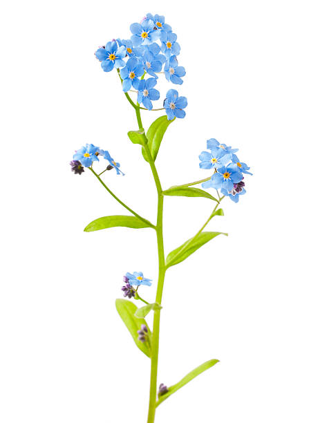 Forget-me-not. Spring flowers on a white background .Forget-me-not. forget me not isolated stock pictures, royalty-free photos & images