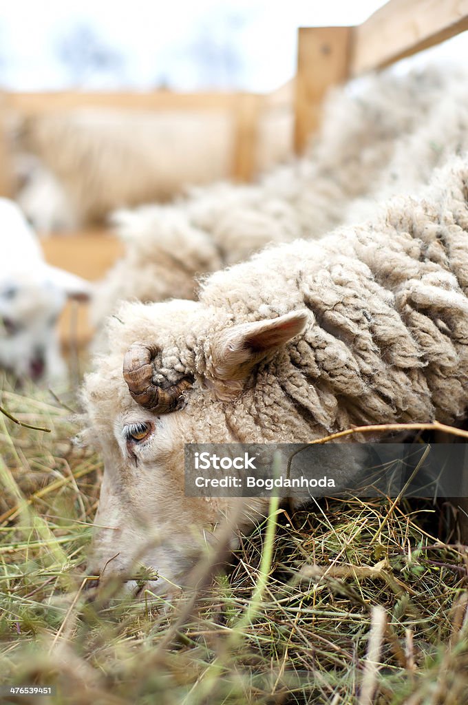 Ovelhas comendo grama e feno na fazenda - Foto de stock de Agricultura royalty-free