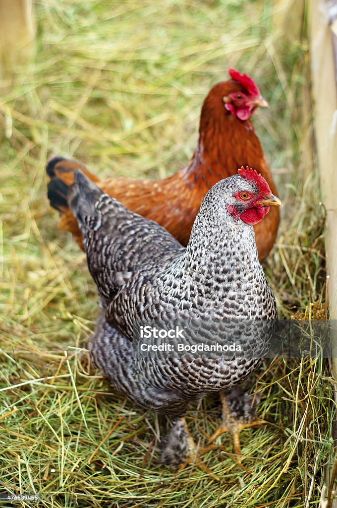 Rojo, farm Las gallinas en el campo de granja - Foto de stock de Animal libre de derechos