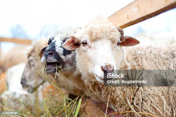 Foto de Byre Ovinos Comendo Grama E Feno Na Fazenda Local e mais fotos de stock de Agricultura - Agricultura, Ajardinado, Animais Machos