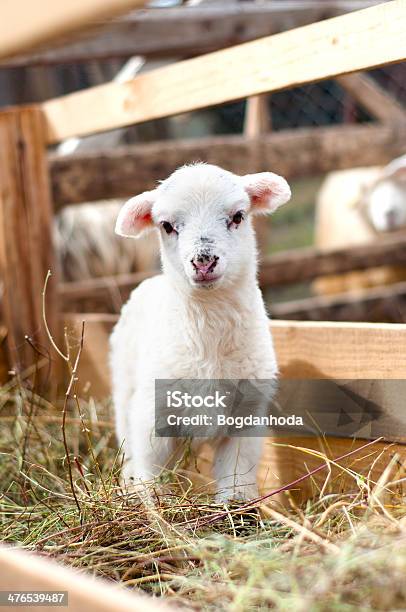 Foto de Muito Jovem De Cordeiro Mal Em Pé Comendo Grama e mais fotos de stock de Bando de Pássaros - Bando de Pássaros, Manada, Ovelha - Mamífero ungulado