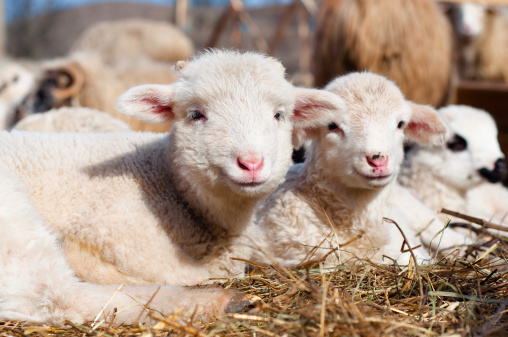 young lambs smiling and looking at camera while eating