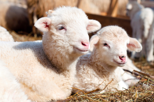 lambs resting and sleeping with the herd at rural farm