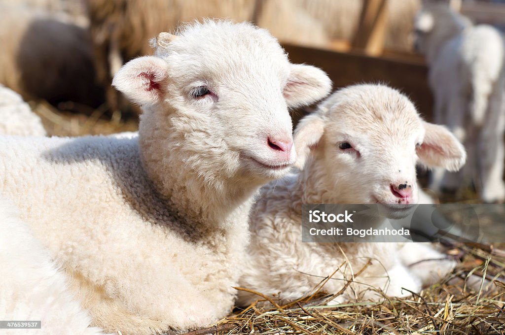 lambs de repouso e de dormir com o rebanho no rural farm - Foto de stock de Ovelha - Mamífero ungulado royalty-free