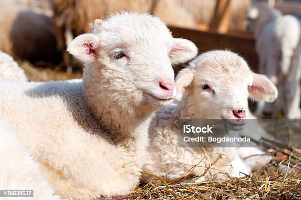 Foto de Lambs De Repouso E De Dormir Com O Rebanho No Rural Farm e mais fotos de stock de Ovelha - Mamífero ungulado