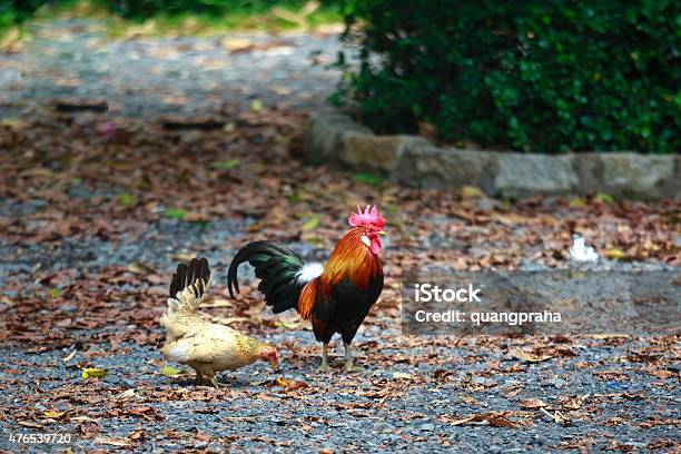Chicken Serama Couple Stock Photo - Download Image Now - 2015, Agriculture, Alertness
