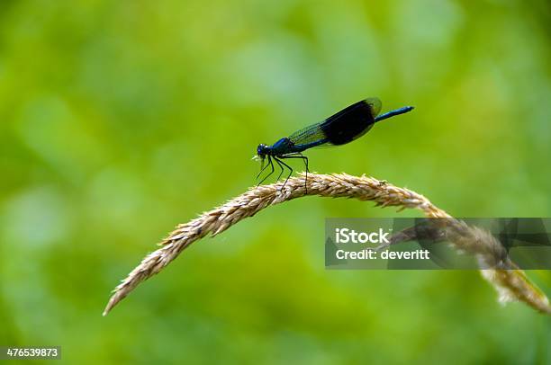 Libelle Stockfoto und mehr Bilder von Ausgedörrt - Ausgedörrt, Braun, Extreme Nahaufnahme