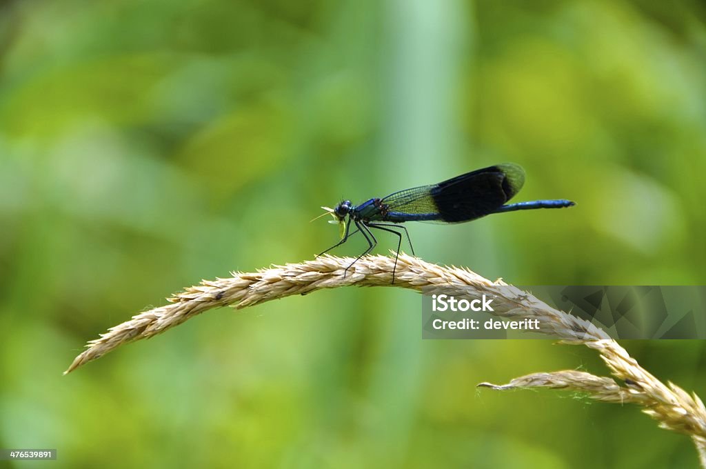 Libélula - Foto de stock de Animal royalty-free