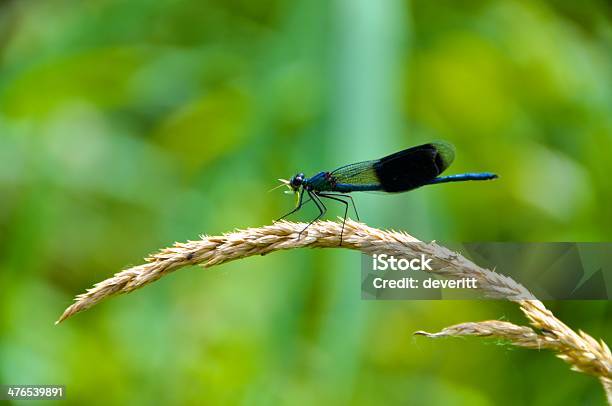 Foto de Libélula e mais fotos de stock de Animal - Animal, Asa animal, Equilíbrio