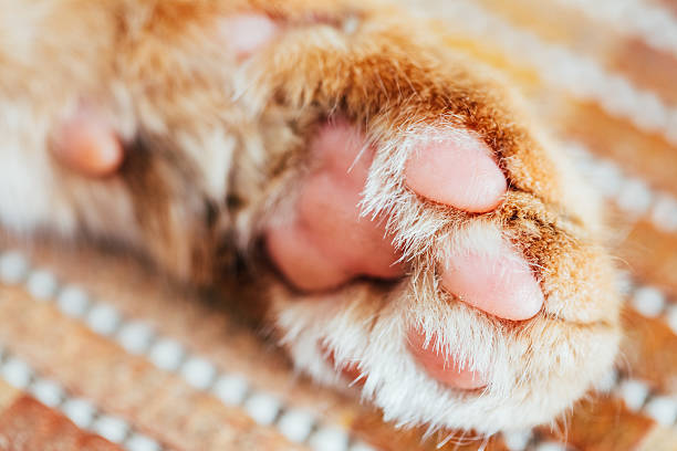 istock Close Up Paw Pads Peaceful Red Cat 476540102