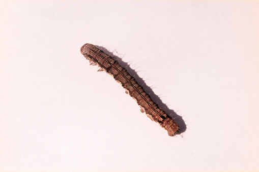 Armyworm caterpillar, Fall Armyworm, Spodoptera frugiperda