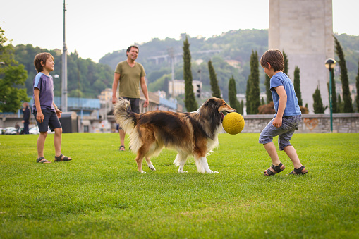 Father and two sons playing with a collie dog in the park
