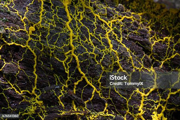 Slime Mold Stock Photo - Download Image Now - Slime Mold, Yellow, Fungus