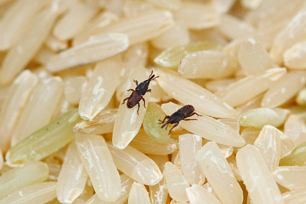 Rice Weevils Rice Weevils (Sitophilus oryzae) on milled rice. Rice Weevil is rice, wheat, crop and grain pest.  rice weevils sitophilus oryzae stock pictures, royalty-free photos & images