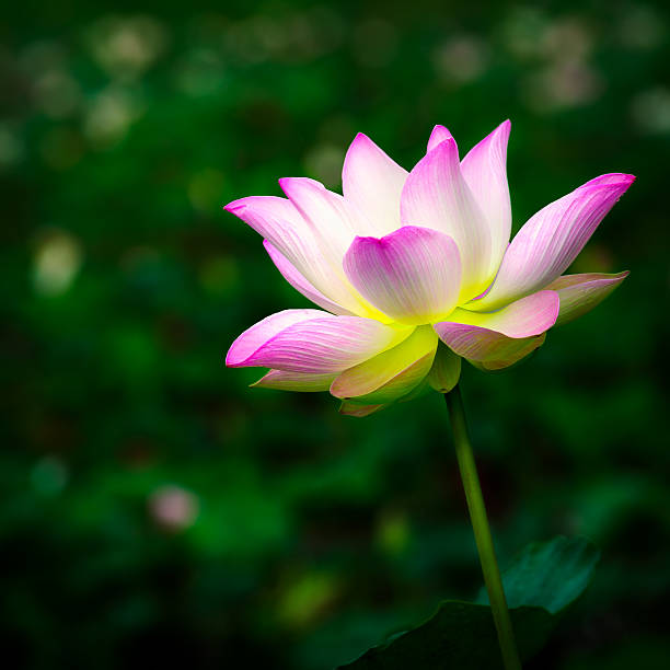 istock Beautiful pink lotus flower 476541818