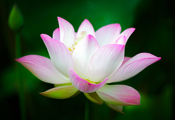 istock Beautiful pink lotus flower 476542034