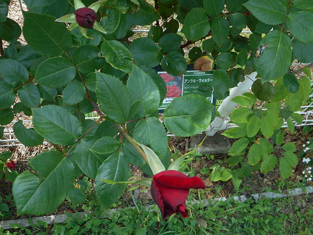 rosa - velvet rose flower thorn - fotografias e filmes do acervo