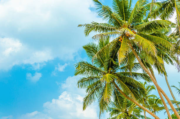 istock Sandy beach with coconut palm against  blue sky 476545438