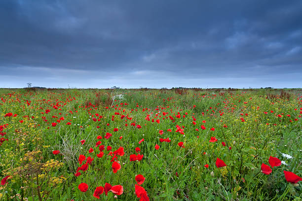 istock poppy flower field in summer 476545474