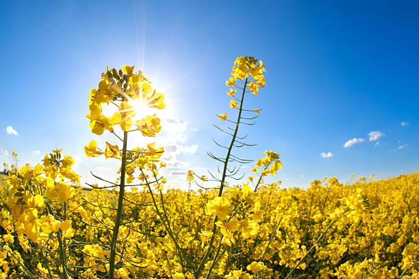 istock rapeseed flowers over blue sky and sunshine 476545958