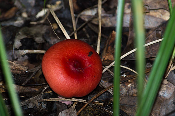 Red Mushroom In Forest stock photo