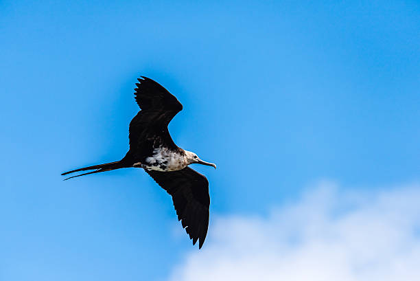 Flying Female Great Frigatebird This female was flying above a group of males who were trying to attract her attention. fregata minor stock pictures, royalty-free photos & images