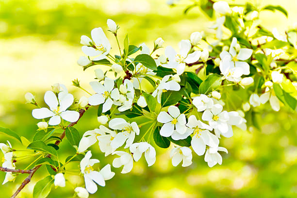 istock Green branch with white apple flowers 476546748