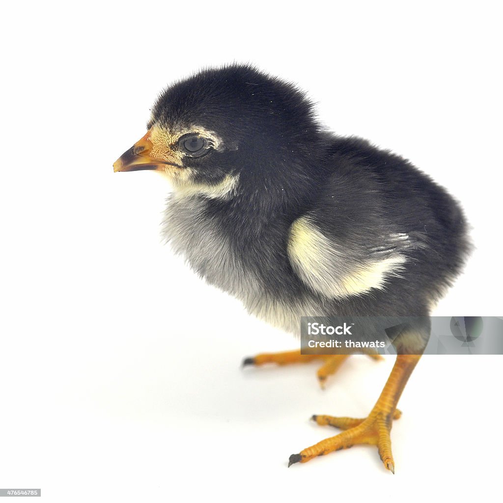 Pouco frango isolado - Foto de stock de Animal royalty-free