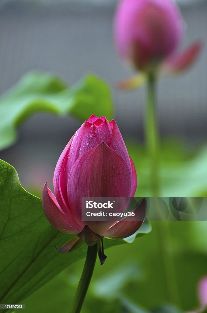 Beauty in nature Lotus  flower buds pond Beauty In Nature Stock Photo