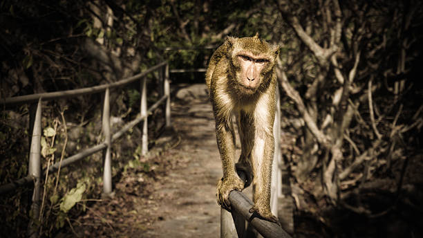 istock The brown monkey on the bar in the forest. 476547282