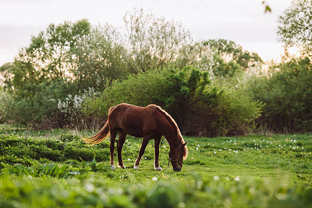 istock Horse grazing in the meadow 476547352