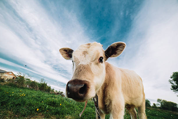 istock Young cow looking directly at the camera 476547354