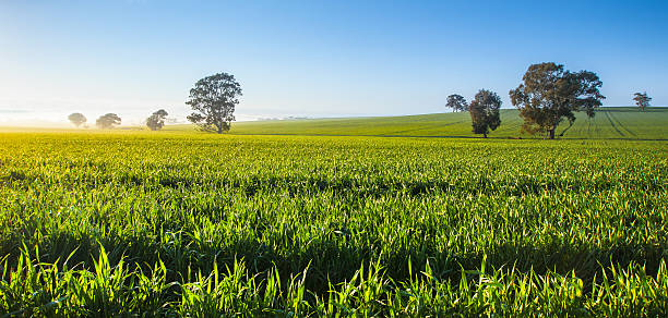 cancella fresca mattina - clear sky panoramic grass scenics foto e immagini stock