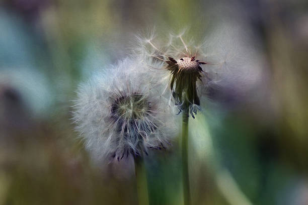 istock Digital art, Macro fluffy dandelion seed head, glowing sunny day 476548932