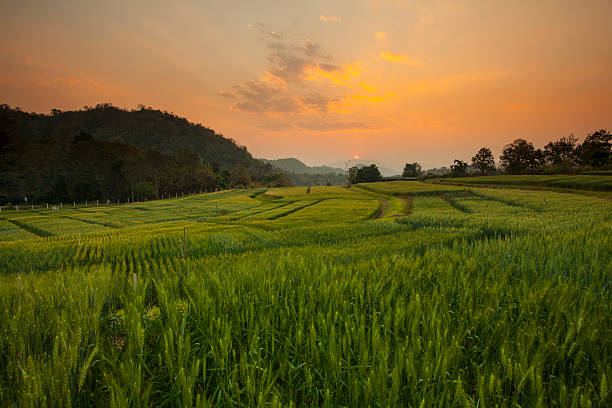 istock Barley Field Sunset at Samoeng Chiang Mai, Thailand 476549762