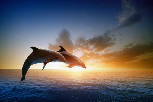 Couple jumping dolphins, beautiful sea sunset