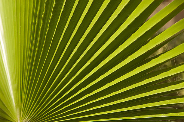 istock Texture of palm leaves in natural light 476550713