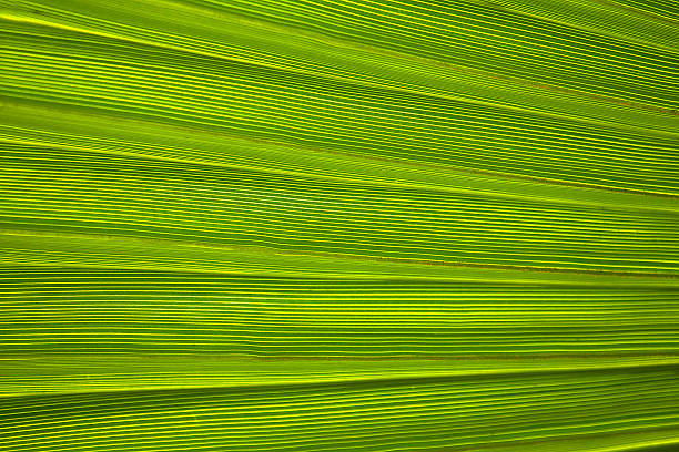 istock Texture of palm leaves in natural light 476550715