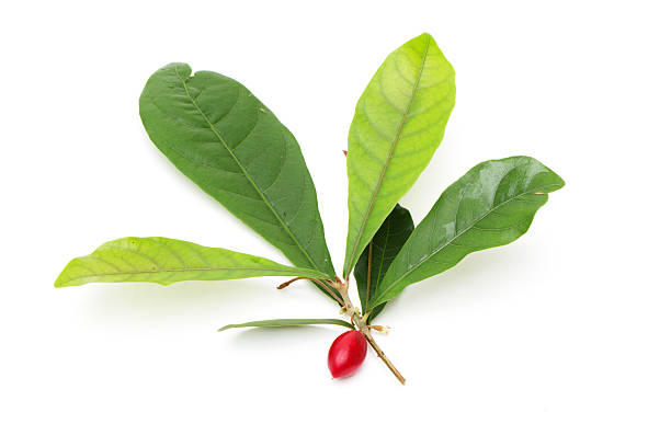 miracle fruit with leaves stock photo