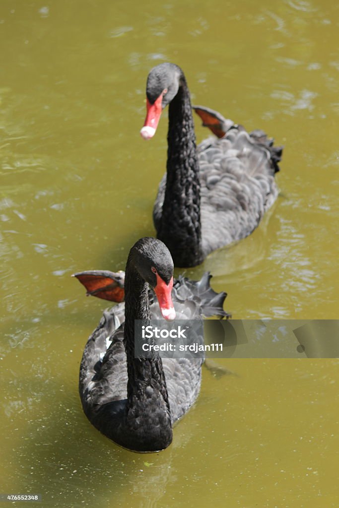 Black swans 2015 Stock Photo