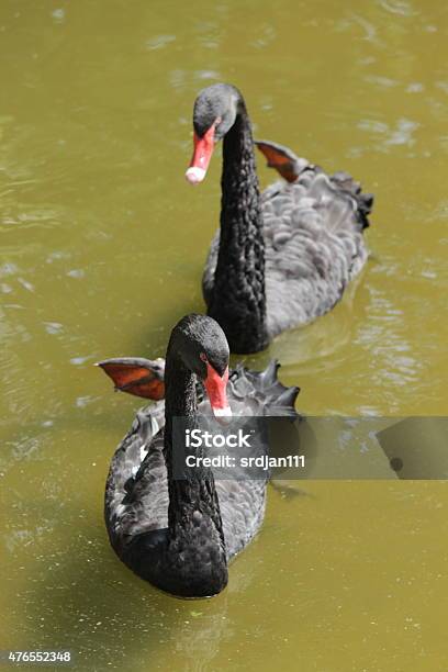 Black Swans Stock Photo - Download Image Now - 2015, Animal, Animal Neck