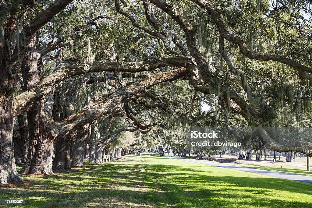 Oak Arti su verde erbose Lane - Foto stock royalty-free di Mississippi