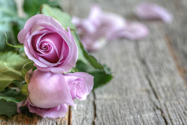 istock Purple roses on wooden table 476552662
