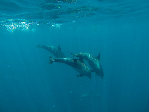 istock Dolphins, Zanzibar, Africa 476553818