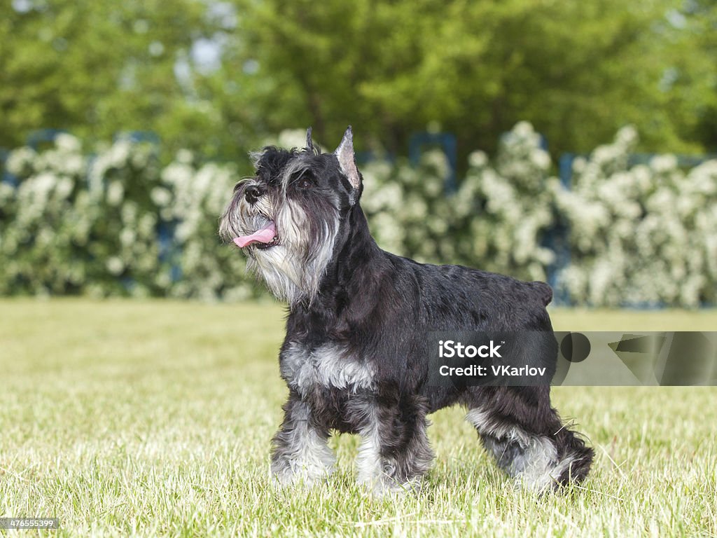 純血種の犬ミニアチュアシュナウザー緑の芝生 - かわいがられているペットのロイヤリティフリーストックフォト