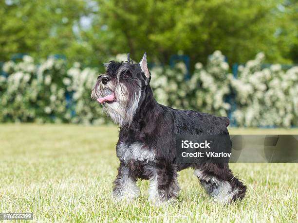 Foto de Raça Pura Schnauzer Miniatura Em Gramado e mais fotos de stock de Animal - Animal, Animal de estimação, Animal doméstico