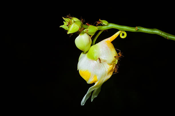 istock Impatiens mirabilis Hook. f. Balsaminaceae 476555885